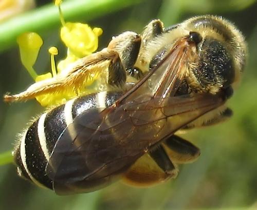 Halictus (brunnescens-quadricinctus)
